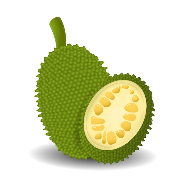 Jackfruit Vector Stock Illustration