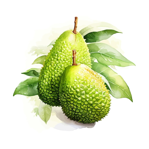 Jackfruit watercolor clipart white background