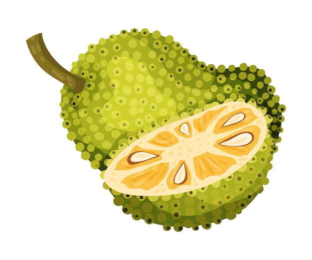 Jackfruit with green seed coat and cut piece showing fibrous core vector illustration