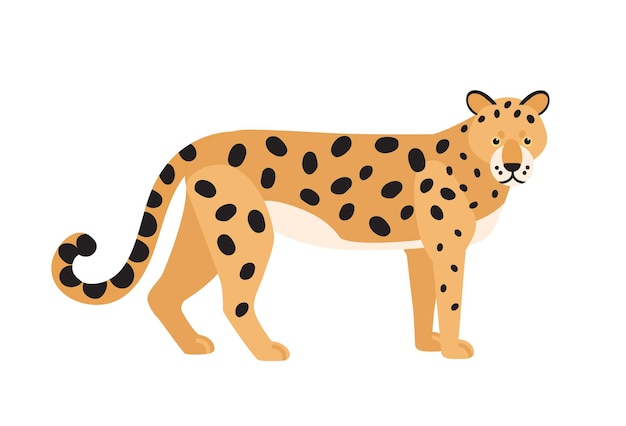 Jaguar geïsoleerd op een witte achtergrond. Prachtig wild exotisch vleesetend dier. Sierlijke grote Amerikaanse wilde kat of schattige kater met gevlekte vacht. Kleurrijke vectorillustratie in platte cartoon stijl.