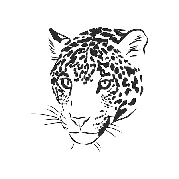 Ягуар. рисованной иллюстрации эскиз, изолированные на белом фоне. портрет животного ягуара, векторные иллюстрации эскиз