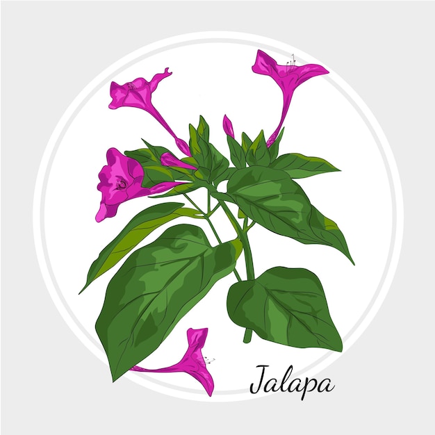 Vettore jalapa