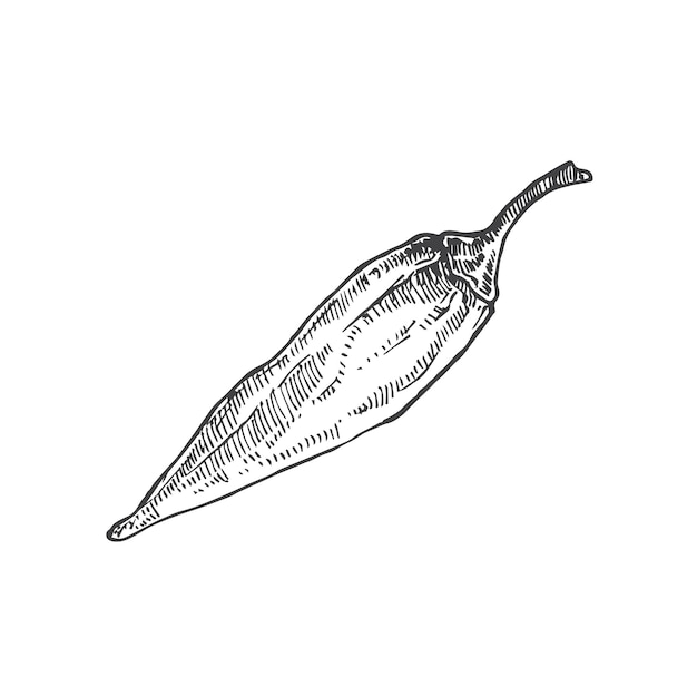 Vector jalapeno spicy pepper hand drawn sketch vegetable vector illustration natural food doodle isolated