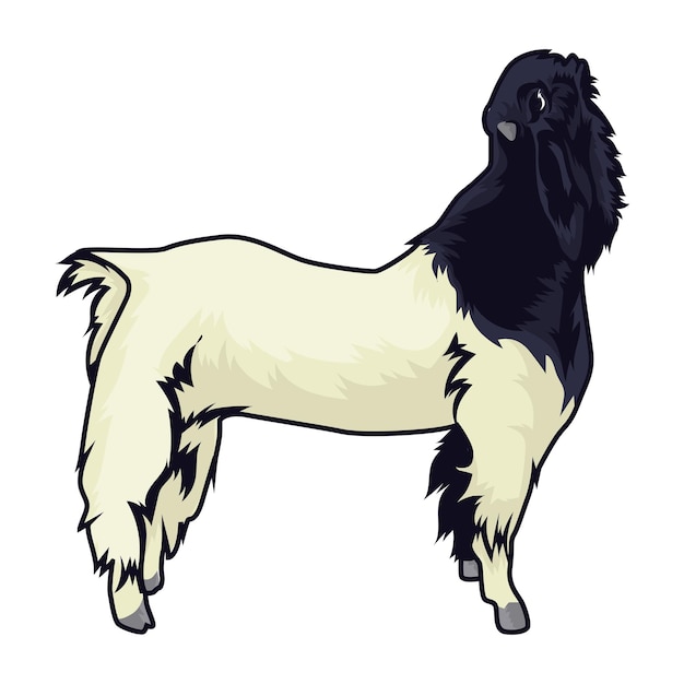 Vector jamnapari goat is standing on a white background