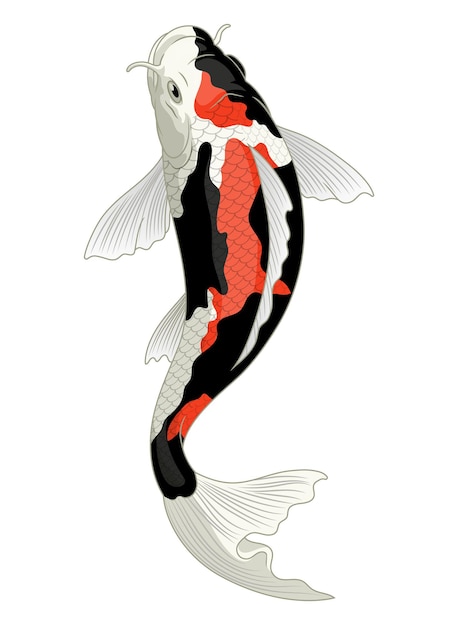 쇼 착색 패턴의 일본 잉어 물고기