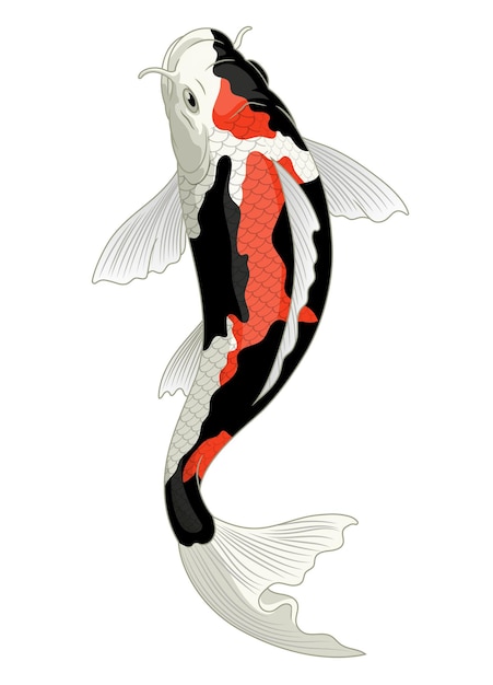 Premium Vector  Japan koi fish in showa coloration pattern