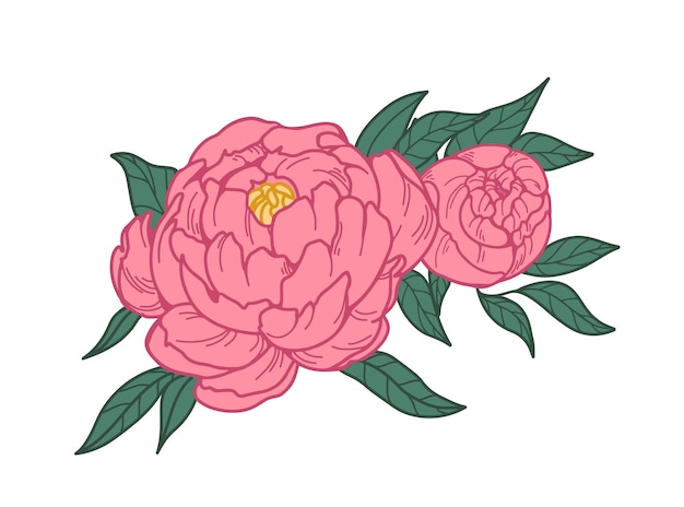 日本のピオニアの花 ヴィンテージの植物学的な絵 日本の花 花の花の芽と葉 美しい庭の植物 レトロスタイルの白い背景に隔離された手描きのベクトルイラスト