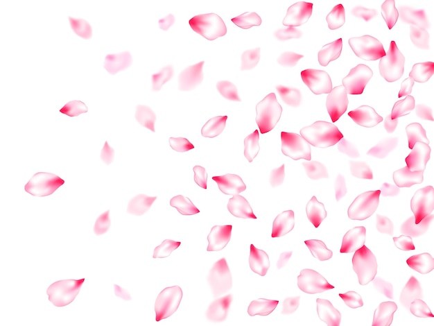 Vector japanese cherry blossom pink flying petals