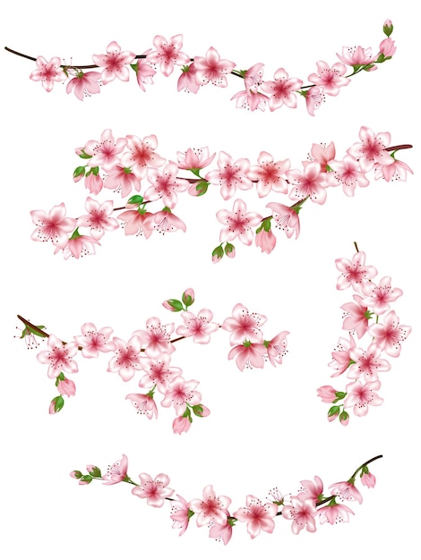 Ветки японской вишни устанавливают иллюстрацию цветущие ветки изолированных весенних цветков дерева