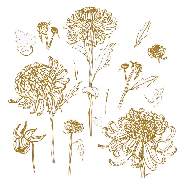 Vector japanese chrysanthemum set. collection with hand drawn buds, flowers, leaves.