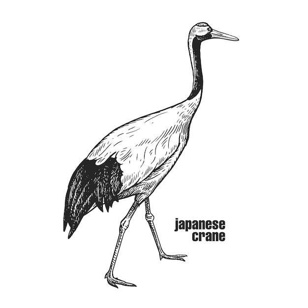 Japanese crane bird Black and white graphics