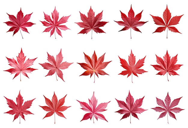 색 바탕에 고립된 일본 메이플 잎 터 세트