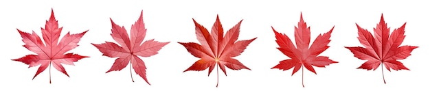 Japanese maple leaf vector set isolated on white background