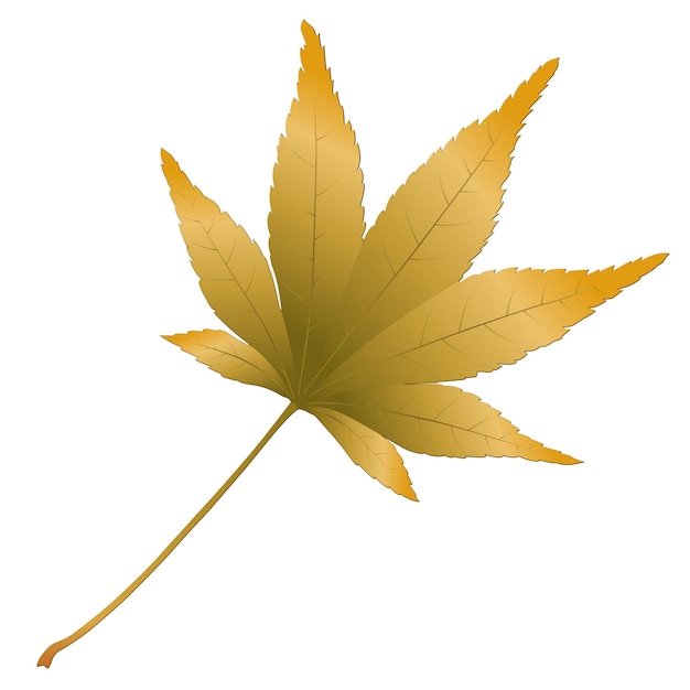 Japanese maple leave, vector illustration