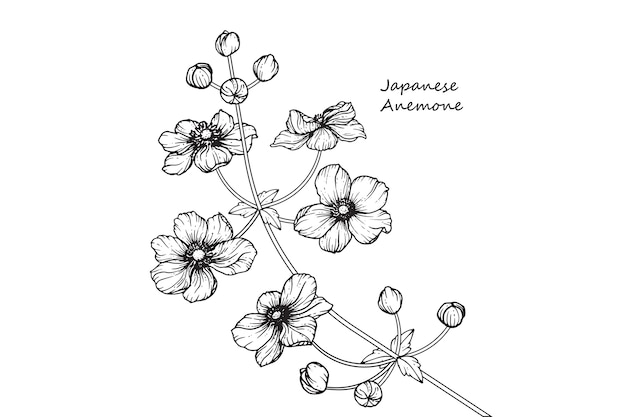 Japanse anemone-bloemtekeningen