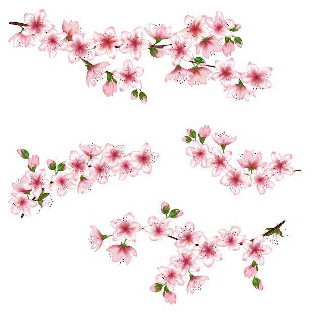 Vector japanse kersentakken instellen illustratie bloeiende twijgen geïsoleerde lente boom bloem bloesems