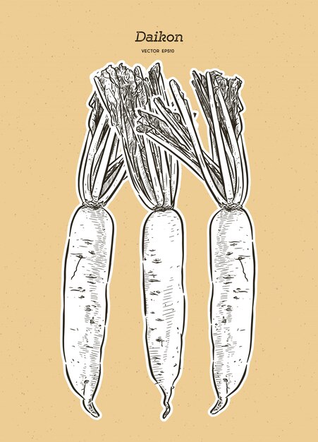 Japanse radijs daikon-illustratie