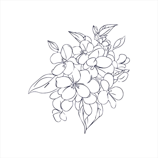 Jasmijn bloemen lijn kunst illustratie