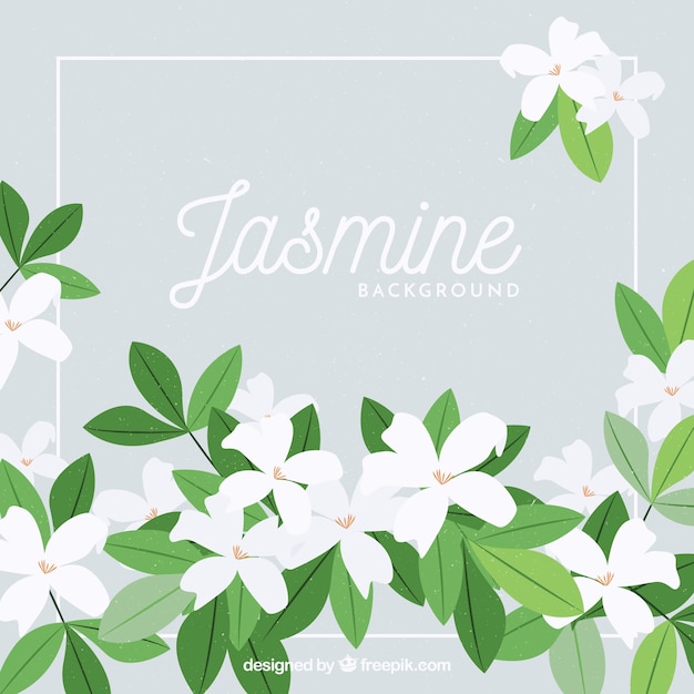 Vector jasmine background with beautiful flowers