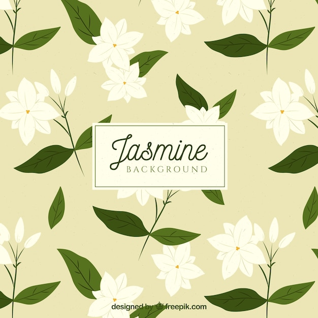 Vector jasmine background with white flowers