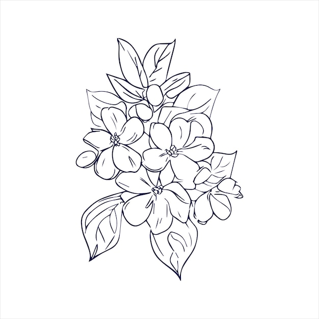 Jasmine flower line art illustration