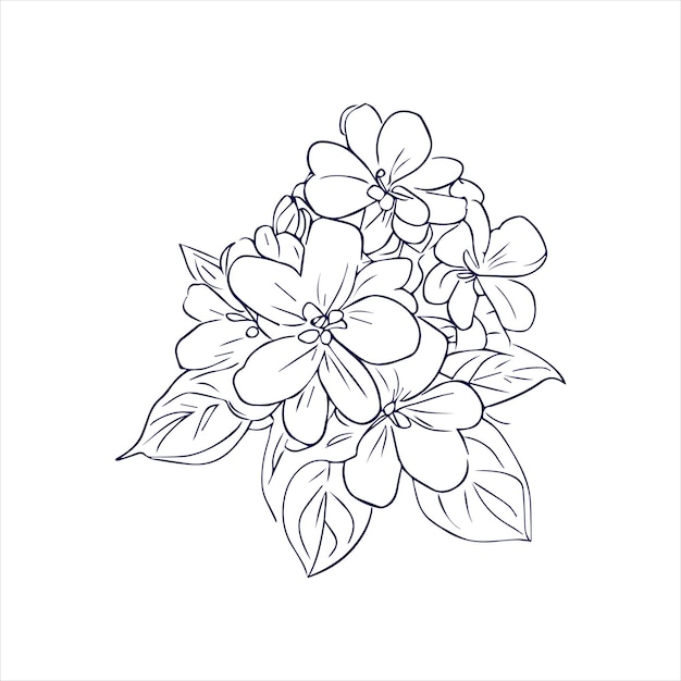 Jasmine flower line art illustration