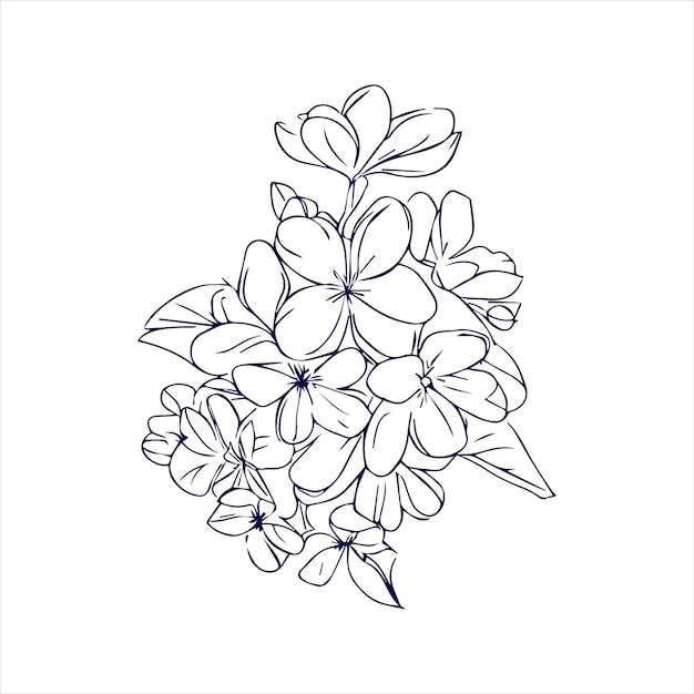 Jasmine flower line art illustration