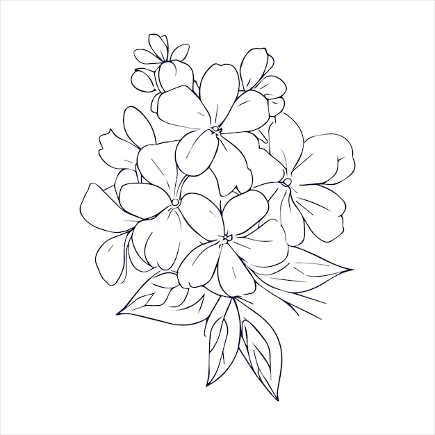 Jasmine flower line art with hand drawn