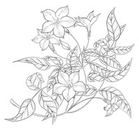 Иллюстрация векторного контура цветка жасмина. иллюстрация цветочного искусства.