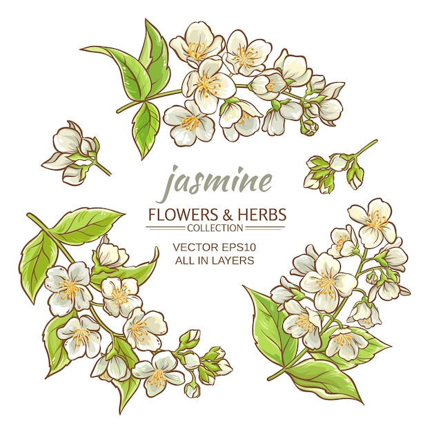 Vector jasmine flowers on white background