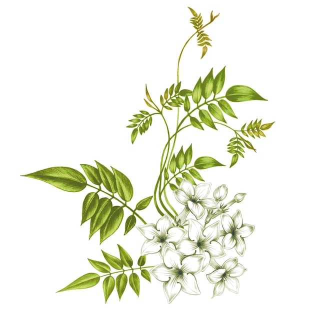 Vector jasmine flowers.