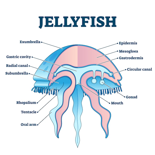 Jellyfish educational illustration