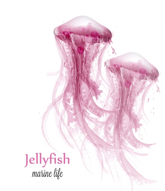 Vector jellyfish watercolor background