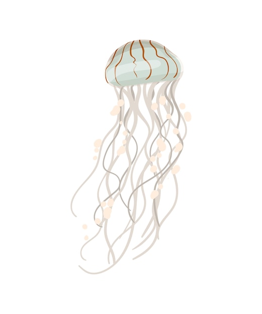 Jellyfish