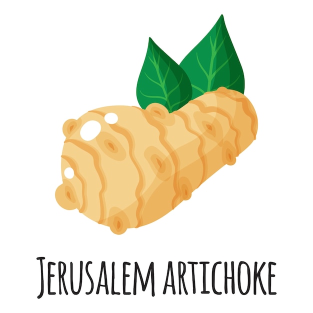 Vector jerusalem artichoke superfood root for template farmer market design, label and packing. natural protein organic food.