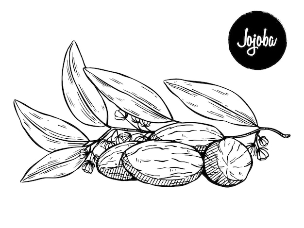 Vector jojoba fruit with hand drawing sketch or vintage style