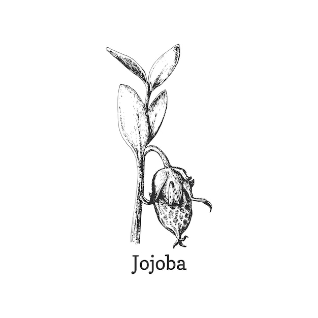 Jojoba-tak met zaadschets in vector