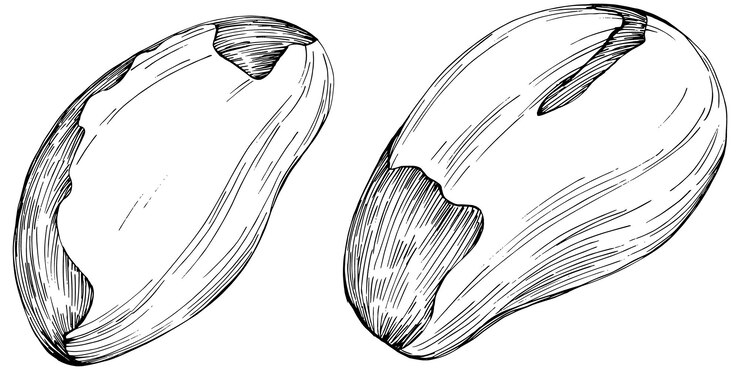 Vector グラフィック スタイルの手でホホバの木と豆を白い背景に描画します。刻まれた孤立したオブジェクト