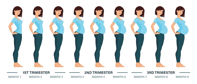 Jonge zwangere vrouwenreeks. Foetale groei in verschillende stadia van de zwangerschap, maandelijkse periode. Illustratie
