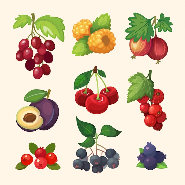 Juicy colorful berry set for label .  illustrations for cooking book or menu.