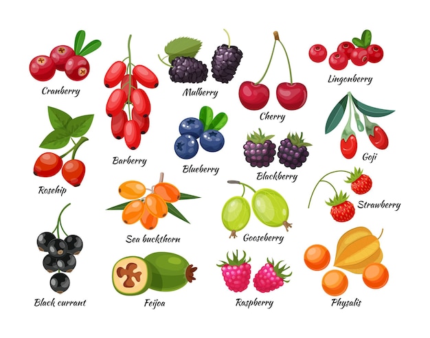 Juicy fresh berries barberry, lingonberry, blueberry, cherry, blackberry, strawberry, cranberry