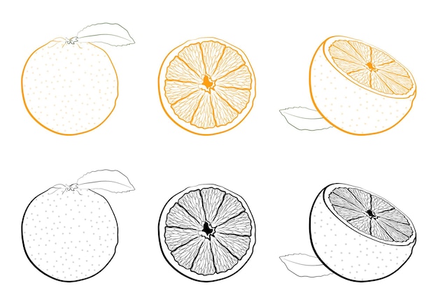 ジューシーな新鮮なオレンジ全体と断面図白い背景にトロピカル フルーツの黒と白とカラー画像のセット分離ベクトル