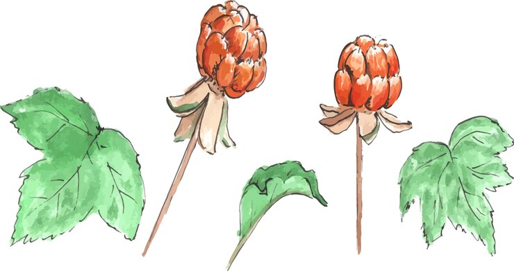 Vector juicy golden cloudberry with stem and leaves watercolor