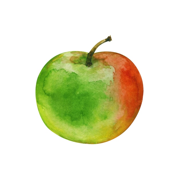 Juicy green and red apple watercolor hand drawn vector illustration isolated on white background