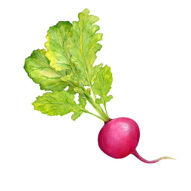 Juicy ripe radish with leaves watercolor design element