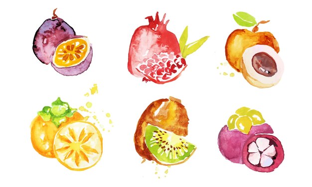 Vector juicy ripe tropical fruit collection persimmon chrysophyllum pomegranate mangosteen peach kiwi watercolor hand painting vector illustration