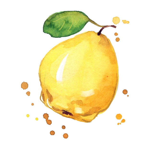 Illustrazione dell'acquerello di mela cotogna gialla matura succosa