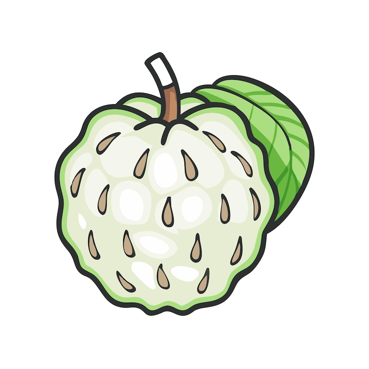 Vector juicy white cherimoya vector illustration minimalist icon colorful line icon