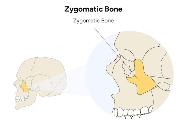 Jukbeen bot menselijke schedel illustratie in vector
