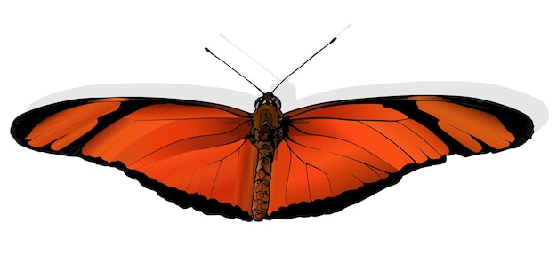 Julia 아름다운 나비 Dryas Iulia